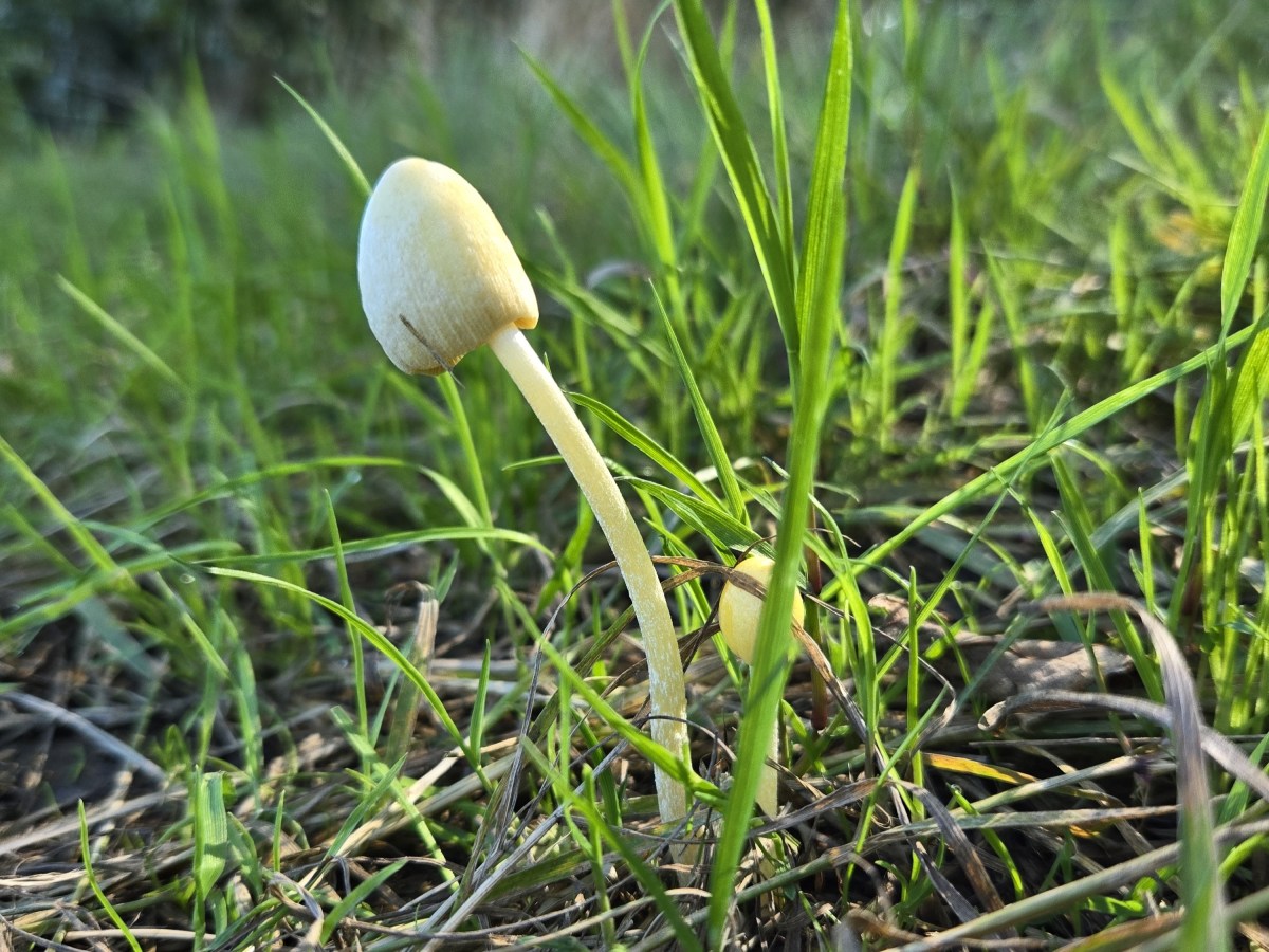 Wandering and Wondering