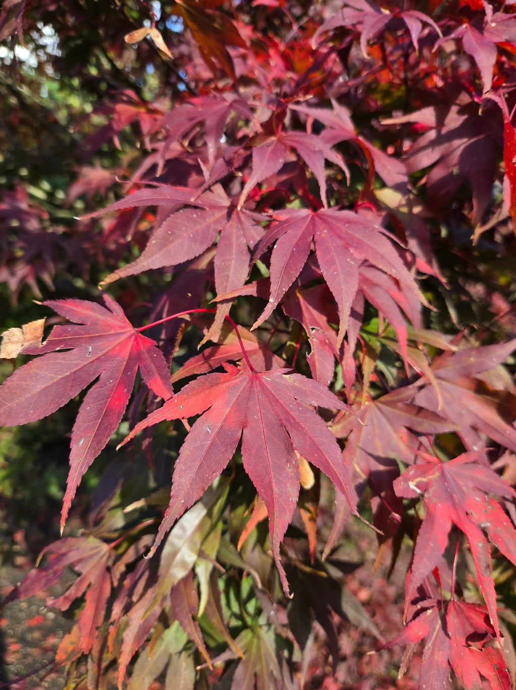 Japanese Maple – Acer&nbsp;Palmatum