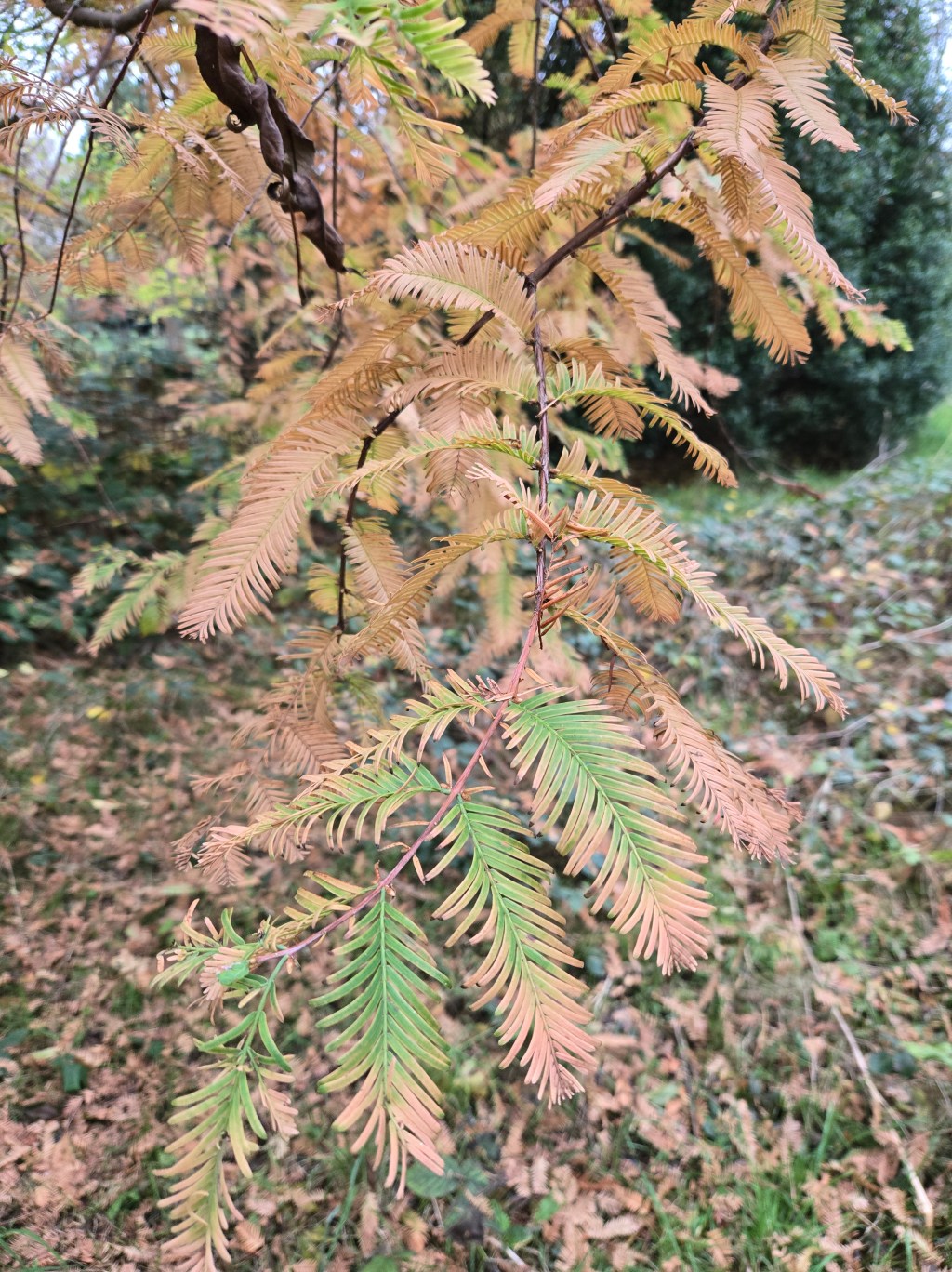 Metasequoia