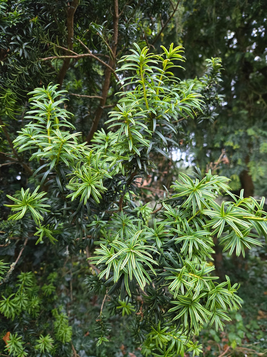 Japanese Yew – Taxus&nbsp;Cuspidata