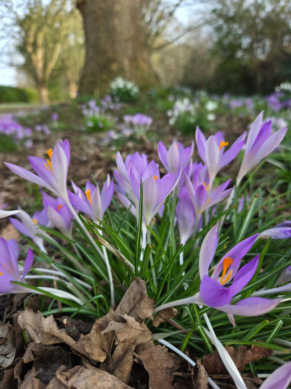 Monocots – Monocotyledon