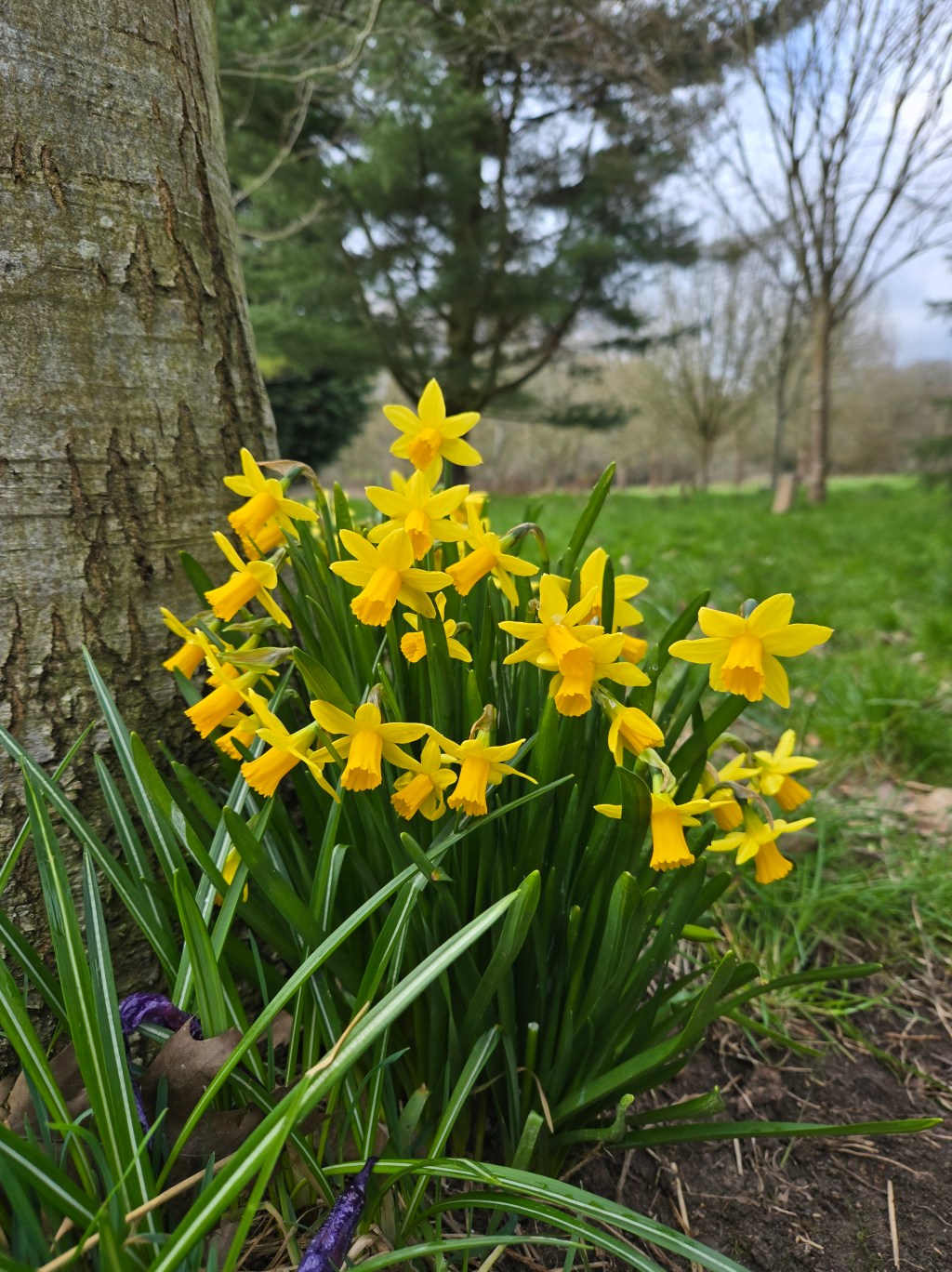 Daffodil – Narcissus