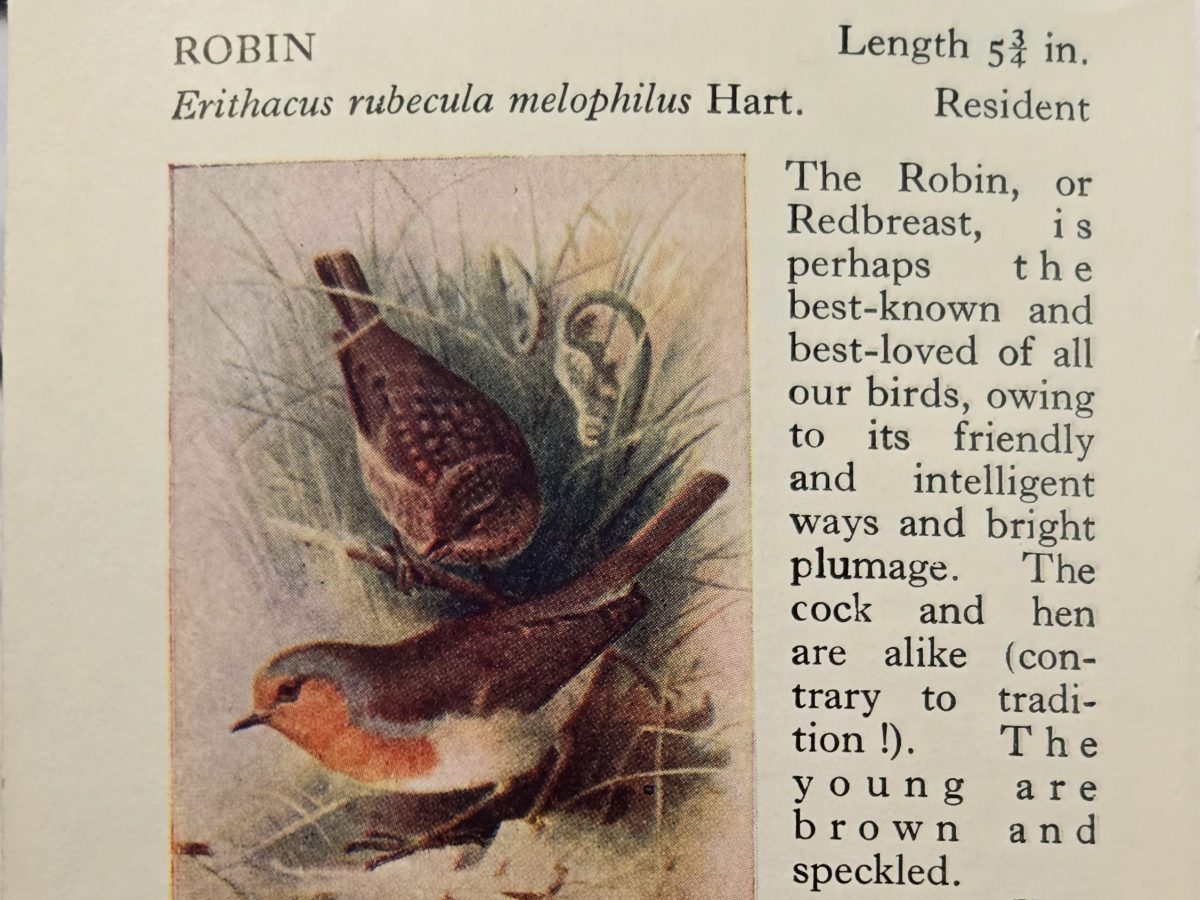 Osservare gli Uccelli