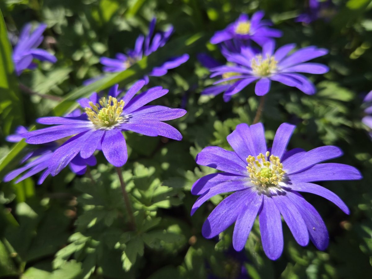 Arrivederci, Leicester!