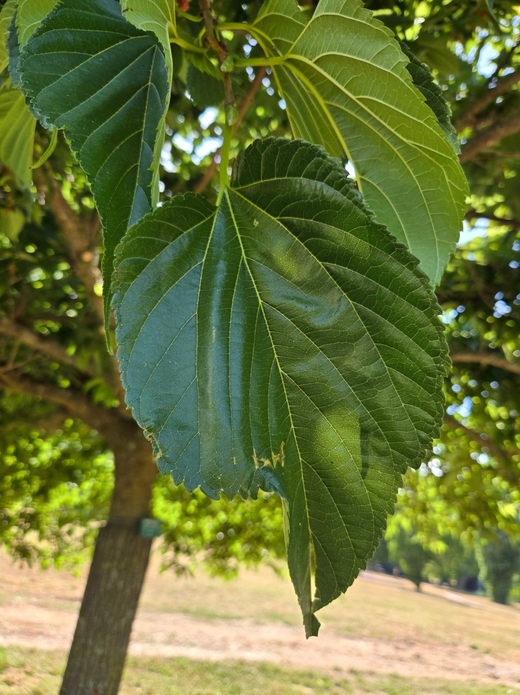 Moraceae