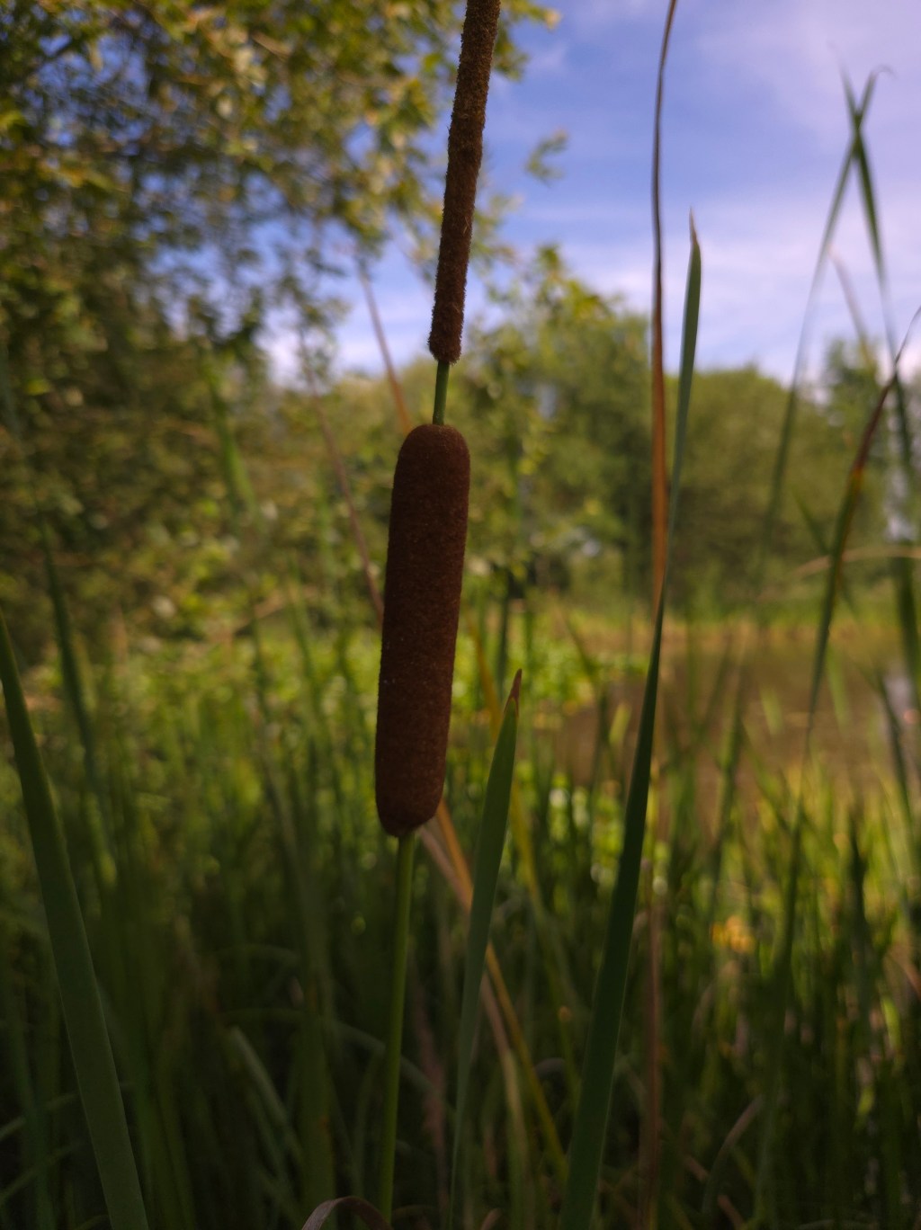 Narrow-leaf Cattail – Typha&nbsp;Angustifolia