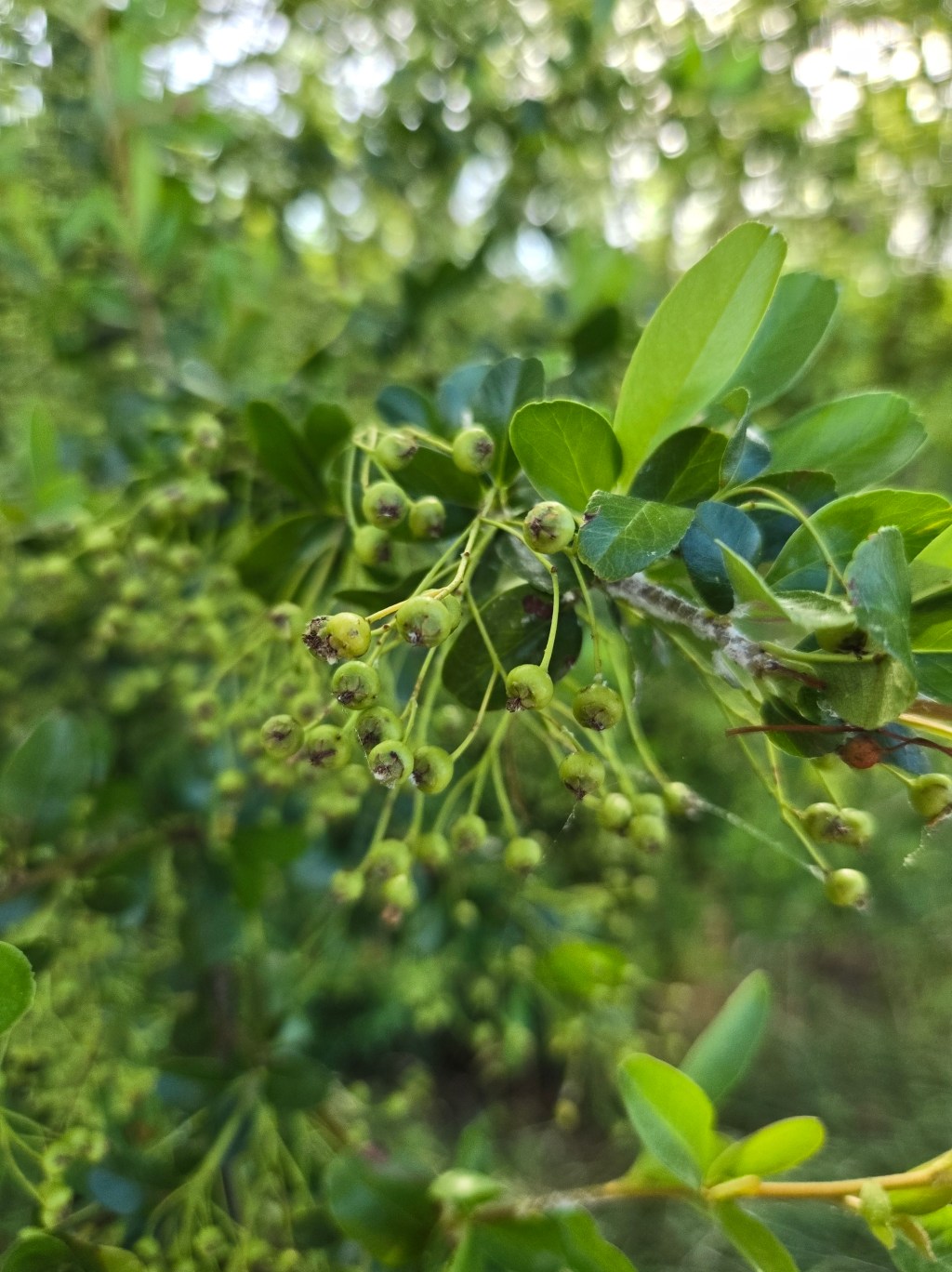 Firethorn – Pyracantha