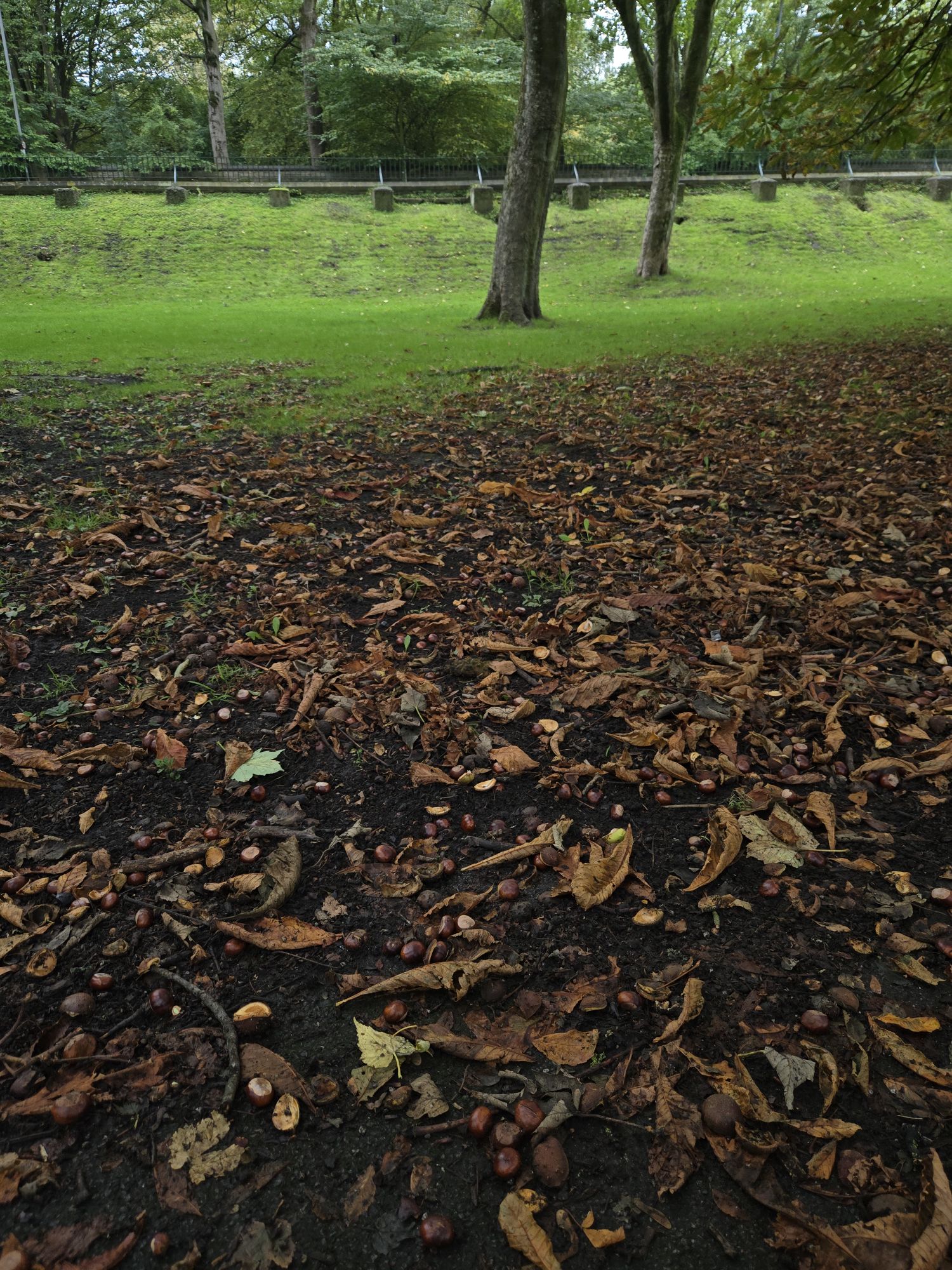 The Second Annual Conker Day